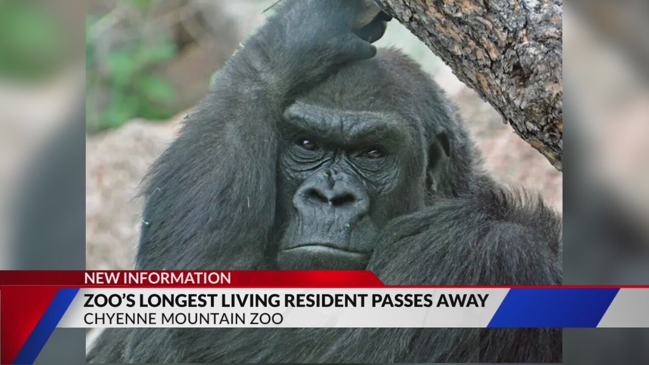 CMZoo remembers gorilla who recently passed away