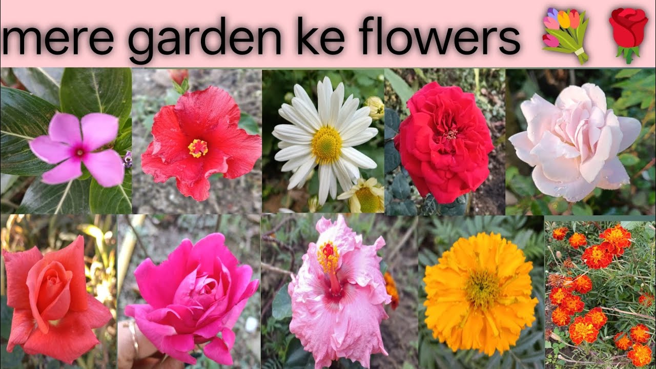 Maine apne garden me lgaye alag alag tarah ke phool