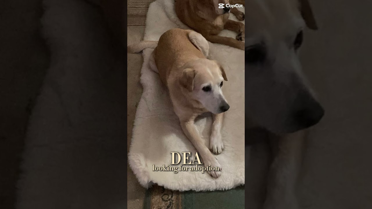 Amazing Dea is looking up for adoption! 