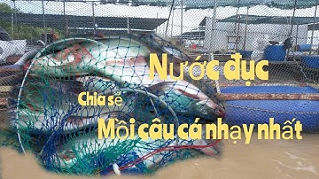 Mồi câu cá Tra nhạy nhất mùa Nước Đục, câu cá sông tiền