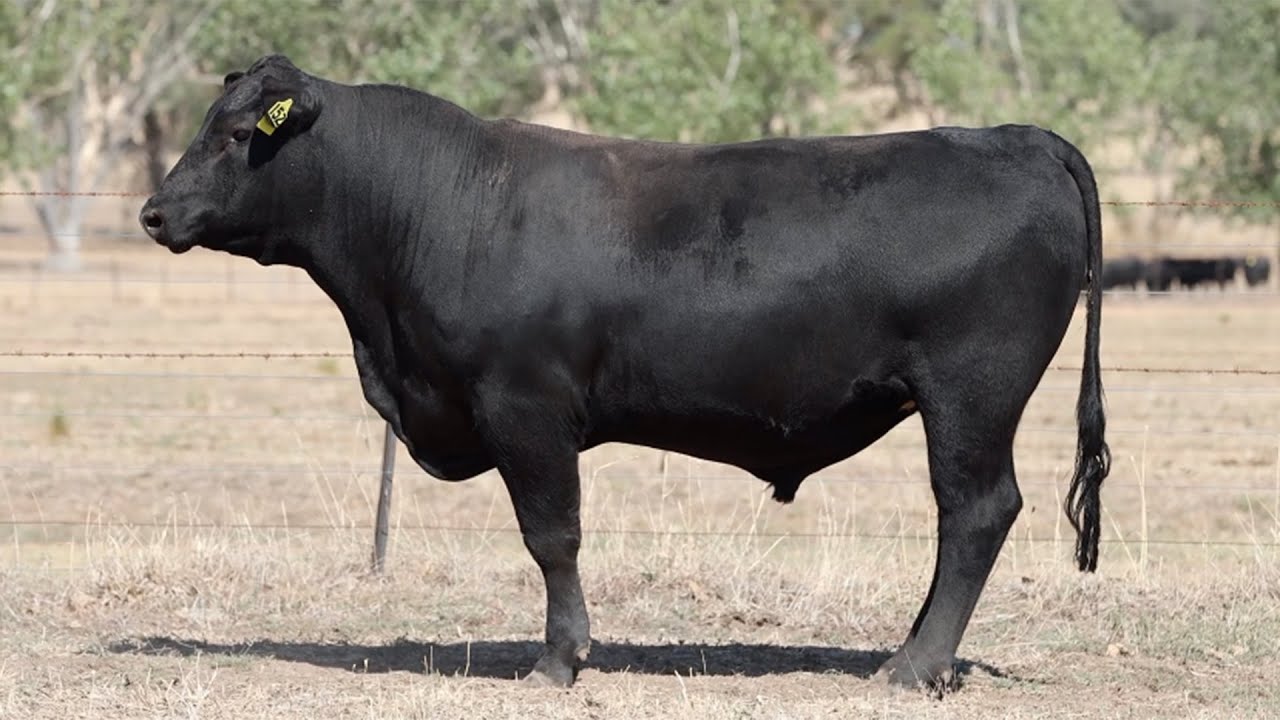 Lot 152 BHR23U117 Dunoon Autumn Sale 2025