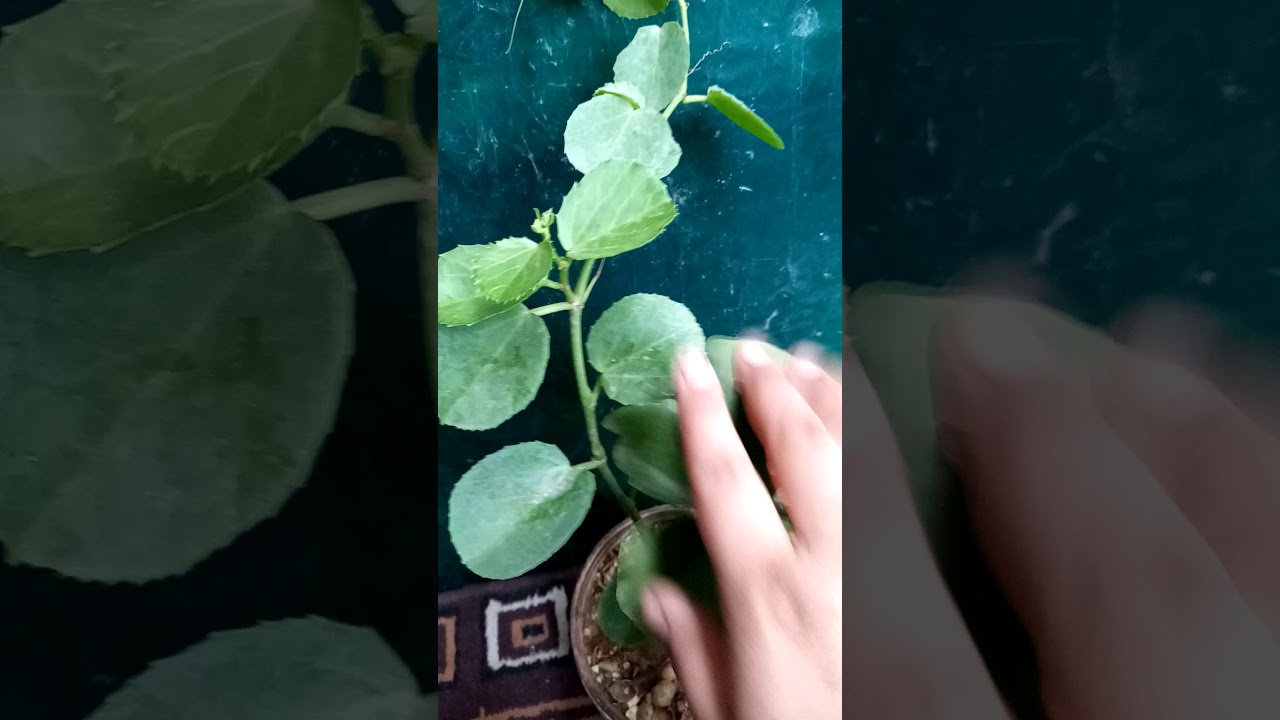 Arabian wax ivy plant care YouTube