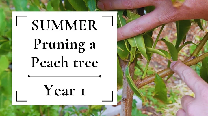 Summer pruning a peach tree | Year ONE 🍑🍑🍑 Why & How to SUMMER PRUNE peach trees - DayDayNews