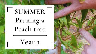 Summer pruning a peach tree | Year ONE 🍑🍑🍑 Why \& How to SUMMER PRUNE peach trees
