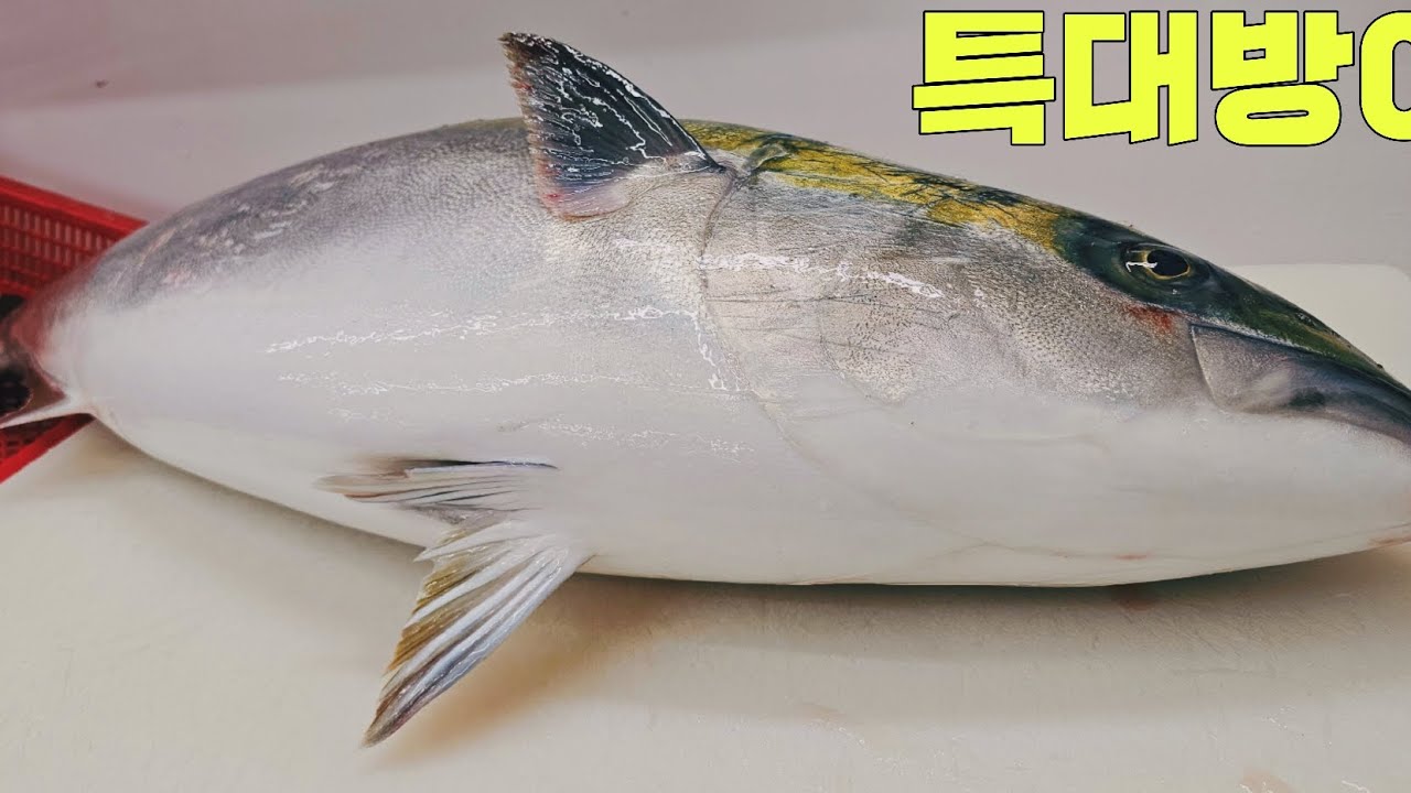 대방어  놀라운 생선손질 회뜨기 #생선손질 