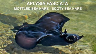 APLYSIA FASCIATA – MOTTLED SEA HARE – SOOTY SEA HARE