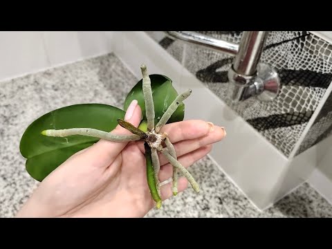 Начинается НОВАЯ жизнь