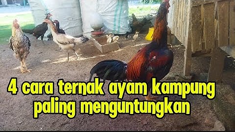 4 cara ternak ayam kampung paling cepat menguntungkan untuk pemula