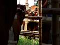 #cattles #bull #cow #bigcow #animal #reels #shortvideo #goru #gorulovers #gorubazar
