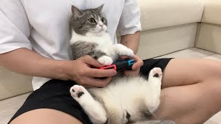 猫と一緒にテレビゲームしてみたら夢中になっててかわいすぎましたw