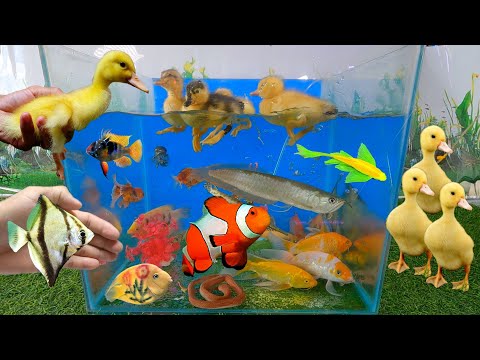 Video Vịt con dễ thương, cá phát tài xăm, trê panda, cá sấu... - youtube
