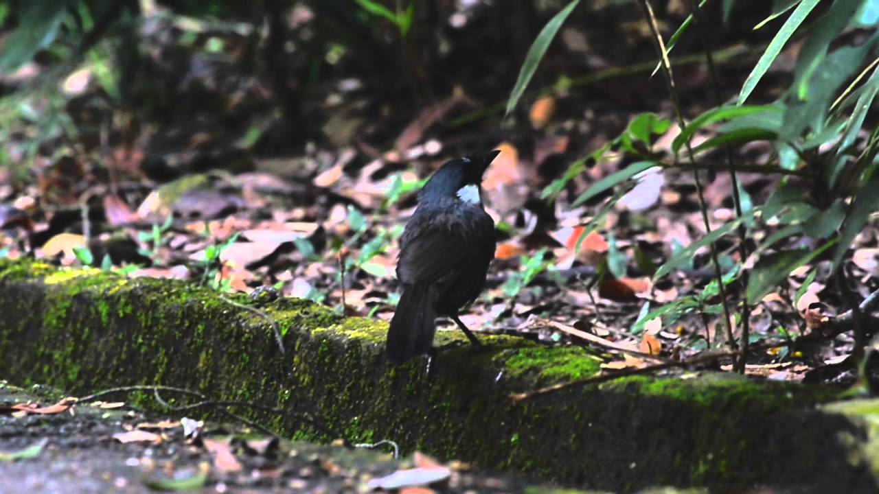 黑喉噪鶥 Black throated Laughingthrush 