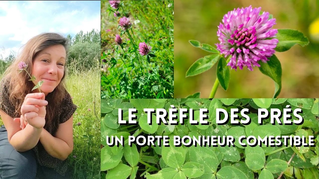 Le ☘️trèfle des prés☘️: un porte bonheur comestible 🍀💚🩷