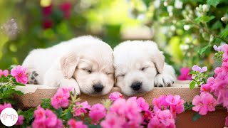 FALL INTO DEEP SLEEP • Relaxing Sleep Music For Dogs • Calm the Dogs When Alone Home