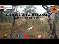 Chasse à la Bécasse Saison 2020/2021 - Une Journée Inoubliable!!