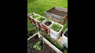 GARDEN MAY 22 2026 #garden #gardening #gardenplants #summer #gardener #nature #growagarden