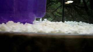 DSCI0014.AVI
