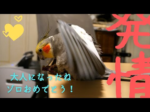 【大人になった】オカメインコのゾロ明らかな発情？ #飼育 #発情