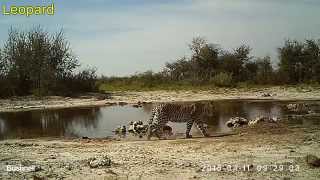 Visitors to waterhole