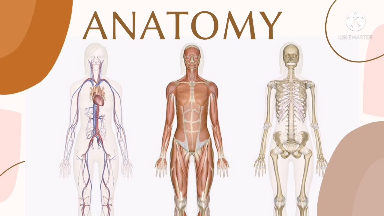 Introduction to Anatomy and Physiology - YouTube