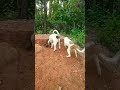 Searching #short #viral #shortvideo #dog #doglover #search