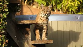 Staring Down a Bobcat in My Backyard