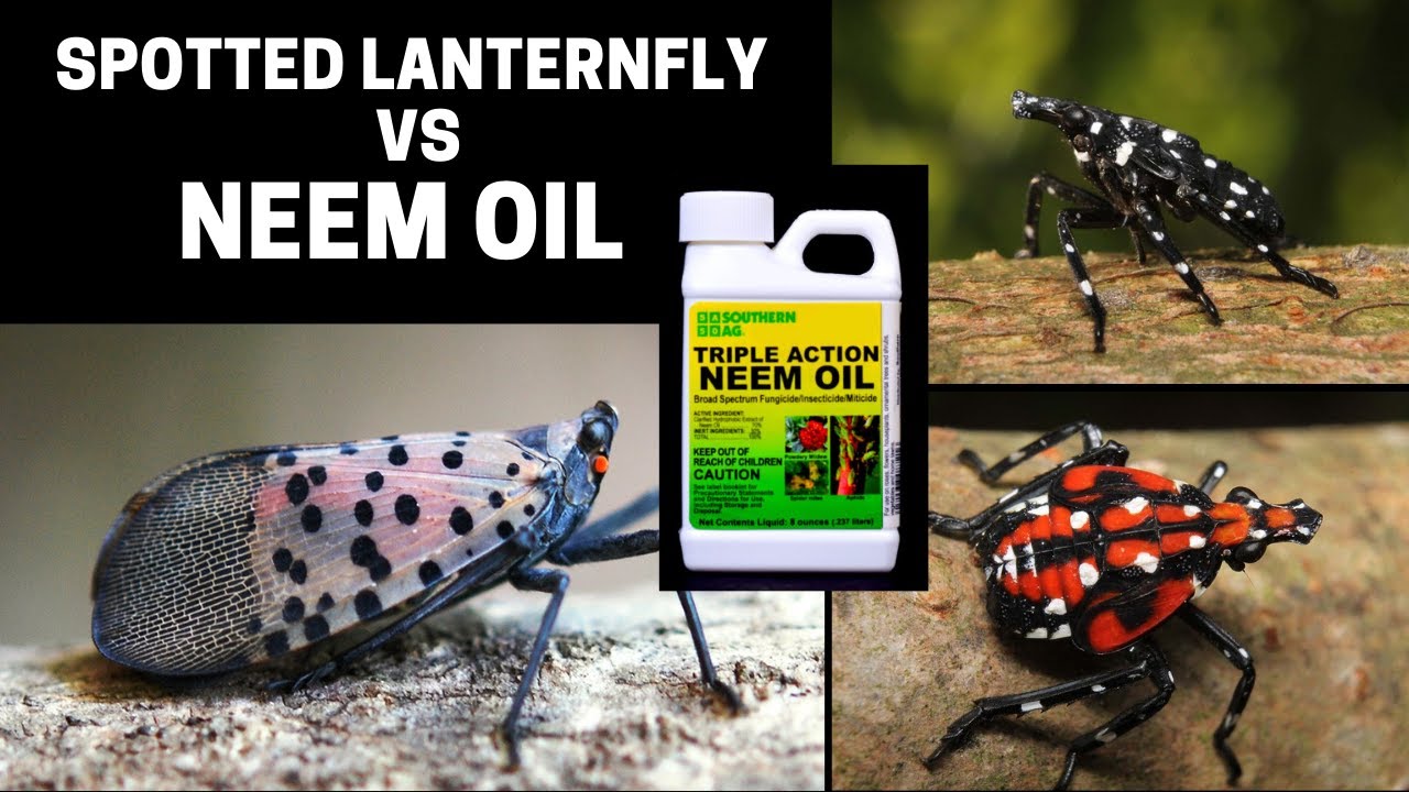Treat Spotted Lanternfly With Neem Oil YouTube