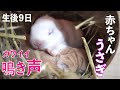 この時期しか聞けない！赤ちゃんウサギの鳴き声。生後9日！温め合いながら寝てる姿が愛らしい【子ウサギ】#57