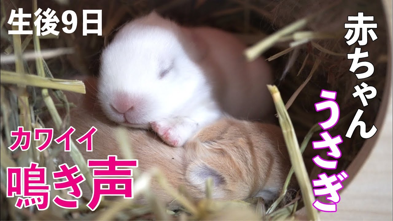 生後13日 赤ちゃんウサギ 寝落ちの瞬間がカワイイ 目が開いて行動力も増してきました 子ウサギ 62 Youtube