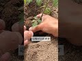 4/6【ミニトマト】植付け　この4つに注意して植付けをすれば成長が良くなります