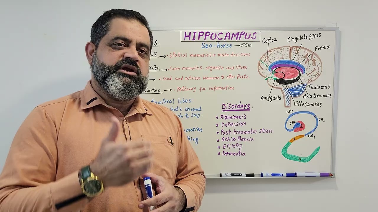 Hippocampus Urdu/Hindi medium 