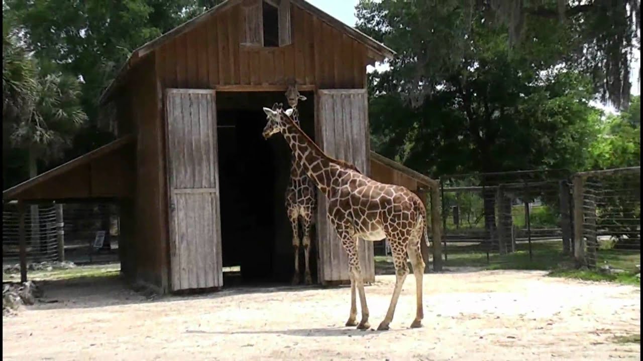 Silver Springs. Florida