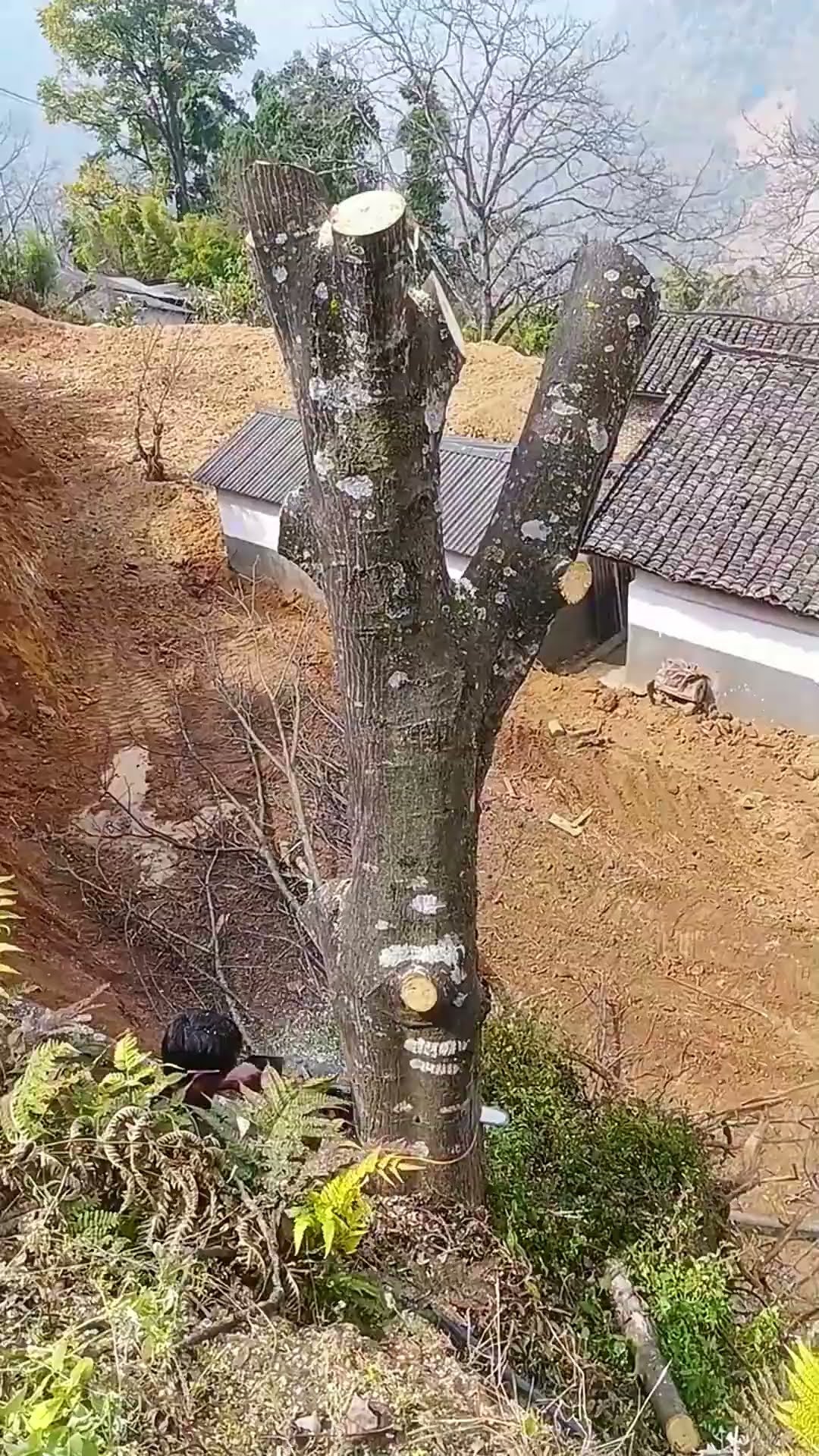 Pomegranate tree felling process- Good tools and machinery make work easy