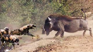 Harsh Life Of Wildlife 2018 Lion Vs Warthog - Let S Explore The Animal Planet 2019