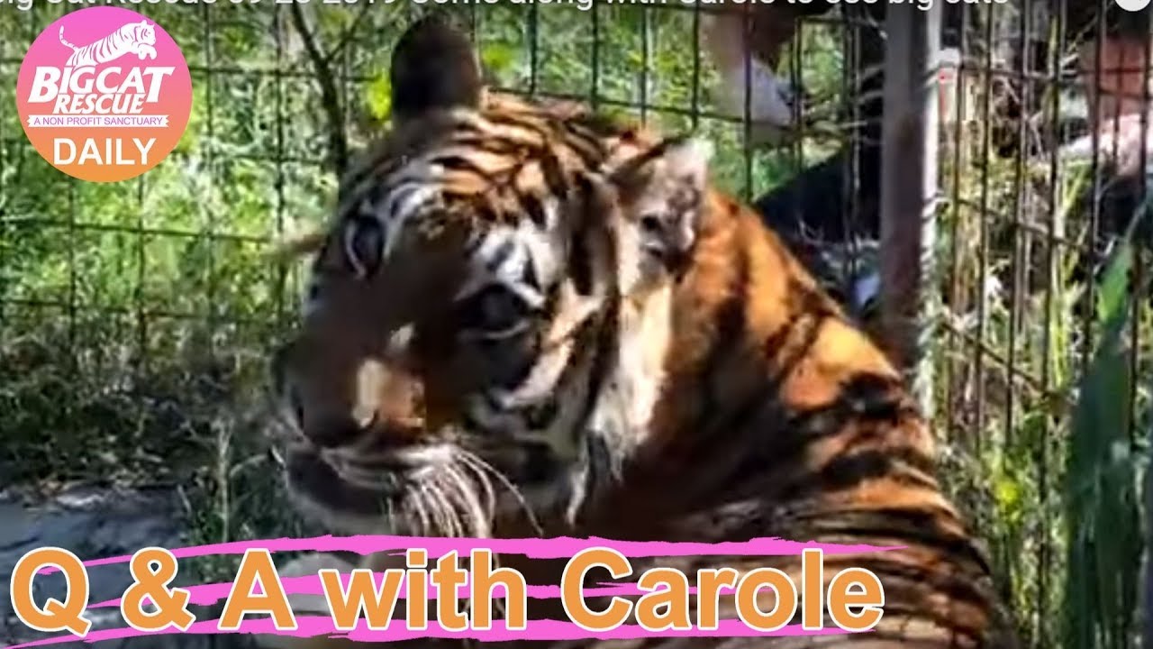 rescue dogs rock nyc Q&A at Big Cat Rescue 09 23 2019 Come along with Carole to see big cats