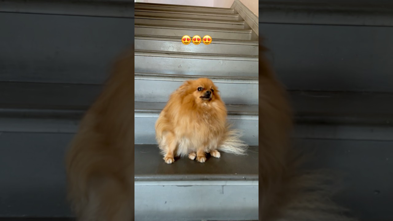 this dog is too cute 