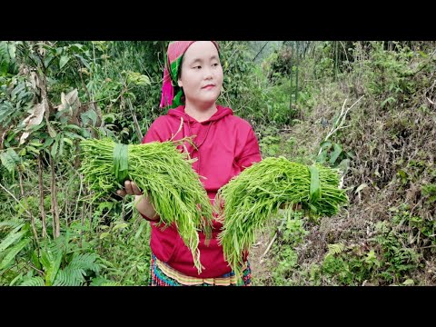 ĐẶC SẢN RAU THỐI - Rau Thối Đầu Mùa | Cuộc Sống Vùng Cao