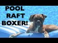 Boxer Dog Floating on a Pool Raft!! Brock the Boxer