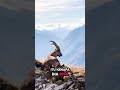 fakta kambing gunung