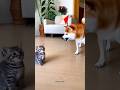 Come quickly Mommy cat🤣 #funny #cat #shorts