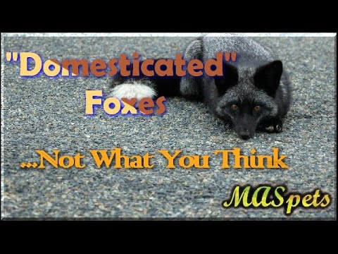 Video: Eksperimen Farm Fox Memberikan Wawasan tentang Domestikasi Anjing