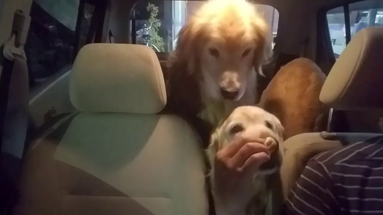 癒し動画 うさぎ Golden Retriever listens to the voice of the cat on the smartphone and searches for the cat.