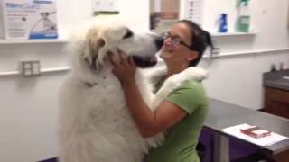 Another hug from a Great Pyrenees