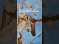 Weather Words: Leaf Marcescence