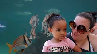 A Toddler's Dream Day Turtles, Sharks, and Bun Buns!