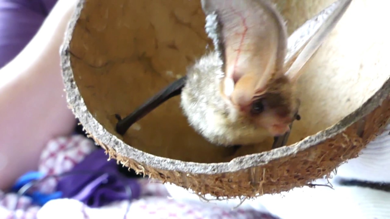 Bas the Brown Long-eared Bat.