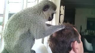 : Nellie's Monkey Grooming Head Massage #monkey #monkeyvideo #monkeygrooming