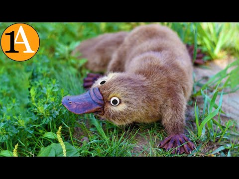 Video: Das Schnabeltier legt Eier? Wie vermehren sich Schnabeltiere? Interessante Platypus-Fakten