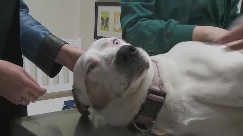 How to perform CPR on a dog