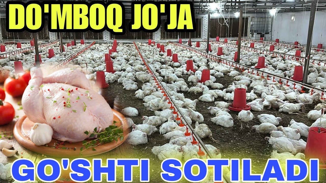 TOVUQ GO'SHTI SOTILADI MUZRABOT PARIQISHLOQ 